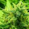где заказать семена конопли Lemon Zkittle feminised где заказать семена конопли Lemon Zkittle feminised