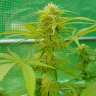 заказать семена конопли почтой Lemon Zkittle feminised заказать семена конопли почтой Lemon Zkittle feminised