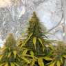 семена конопли курьером AK 47 feminised GanjaLiveSeeds семена конопли курьером AK 47 feminised GanjaLiveSeeds