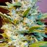Феминизированные сорта конопли Auto Northern Hog feminised Ganja Seeds Феминизированные сорта конопли Auto Northern Hog feminised Ganja Seeds