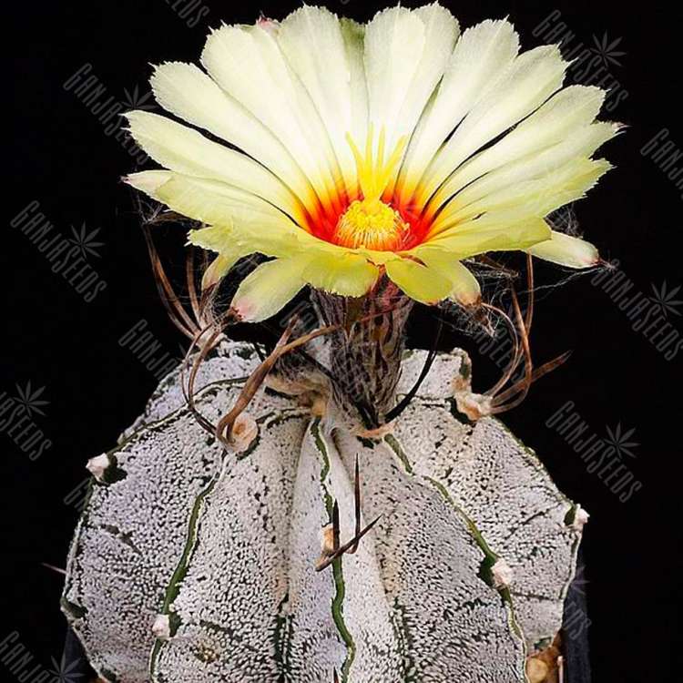 Семена кактуса Astrophytum capricorne v. major