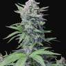 необычные семена конопли Auto Tropicana Cookies feminised
 необычные семена конопли Auto Tropicana Cookies feminised