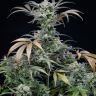 элитные семена конопли Auto Tropicana Cookies feminised
 элитные семена конопли Auto Tropicana Cookies feminised