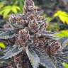 семена конопли мощных сортов Auto Tropicana Cookies feminised
 семена конопли мощных сортов Auto Tropicana Cookies feminised