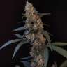 экзотические семена конопли Auto Tropicana Cookies feminised
 экзотические семена конопли Auto Tropicana Cookies feminised