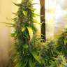 заказать семена конопли почтой Russian Widow feminised