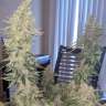 заказать семя конопли онлайн Auto Sour Diesel feminised
заказать семя конопли онлайн Auto Sour Diesel feminised