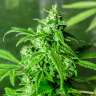 магазин семян конопли Juggernaut feminised магазин семян конопли Juggernaut feminised