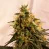 Семена ганжы Auto Pineapple Chunk feminised Ganja Seeds заказать Семена ганжы Auto Pineapple Chunk feminised Ganja Seeds заказать