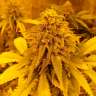 Семена ганжы Auto Pineapple Chunk feminised Ganja Seeds недорого Семена ганжы Auto Pineapple Chunk feminised Ganja Seeds недорого