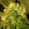 семена конопли Киев Black Domina feminised GanjaLiveSeeds семена конопли Киев Black Domina feminised GanjaLiveSeeds