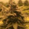 купить семена конопли Black Domina feminised GanjaLiveSeeds купить семена конопли Black Domina feminised GanjaLiveSeeds