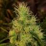 семена конопли Black Domina feminised GanjaLiveSeeds семена конопли Black Domina feminised GanjaLiveSeeds