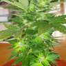 Качественные семена марихуаны Auto Easy Ryder feminised Ganja Seeds Качественные семена марихуаны Auto Easy Ryder feminised Ganja Seeds