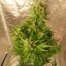 Недорогие семена марихуаны Auto Easy Ryder feminised Ganja Seeds Недорогие семена марихуаны Auto Easy Ryder feminised Ganja Seeds