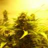 Семена марихуаны оптом Auto Easy Ryder feminised Ganja Seeds Семена марихуаны оптом Auto Easy Ryder feminised Ganja Seeds