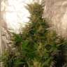 Качественные семена конопли Auto Easy Ryder feminised Ganja Seeds Качественные семена конопли Auto Easy Ryder feminised Ganja Seeds
