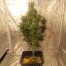 Недорогие семена конопли Auto Easy Ryder feminised Ganja Seeds Недорогие семена конопли Auto Easy Ryder feminised Ganja Seeds