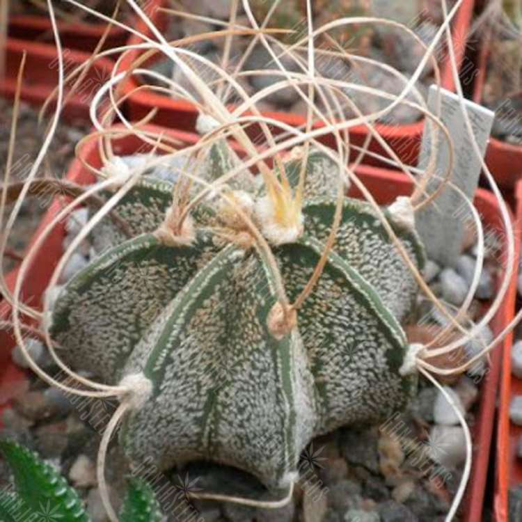 Семена кактуса Astrophytum capricorne cv. Weise stachel