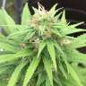 заказать семена конопли наложенным платежом Auto Mango feminised заказать семена конопли наложенным платежом Auto Mango feminised