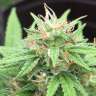 заказ семян конопли Auto Mango feminised заказ семян конопли Auto Mango feminised