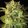 заказать на сайте семена конопли Auto Mango feminised заказать на сайте семена конопли Auto Mango feminised