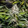 купить семена конопли Auto Tutankhamon feminised купить семена конопли Auto Tutankhamon feminised