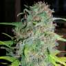 заказ семян конопли Super Silver Haze feminised заказ семян конопли Super Silver Haze feminised