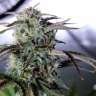 заказать семена конопли Night Queen feminised
