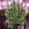 Auto The Ultimate CBD feminised Ganja Seeds