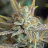 семена конопли интернет магазин Blueberry feminised GanjaLiveSeeds семена конопли интернет магазин Blueberry feminised GanjaLiveSeeds