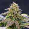 семена конопли в фирменной упаковке Blueberry feminised GanjaLiveSeeds семена конопли в фирменной упаковке Blueberry feminised GanjaLiveSeeds