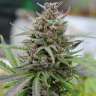 мощные семена конопли Blueberry feminised GanjaLiveSeeds мощные семена конопли Blueberry feminised GanjaLiveSeeds