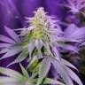 качественные семена конопли Auto Girl Scout Cookies feminised GanjaLiveSeeds