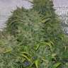 Auto White Russian XXL feminised Ganja Seeds