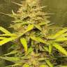 Auto White Russian XXL feminised Ganja Seeds