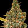 Auto White Russian XXL feminised Ganja Seeds