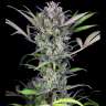 Auto White Russian XXL feminised Ganja Seeds