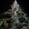 Auto White Russian XXL feminised Ganja Seeds