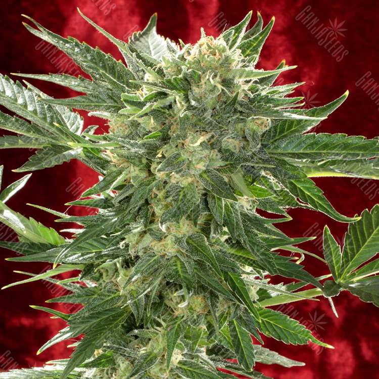 купить семена конопли Auto White Russian XXL feminised
