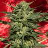 купить семена конопли в Украине Auto White Russian XXL feminised