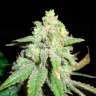 Auto White Widow CBD feminised Ganja Seeds Auto White Widow CBD feminised Ganja Seeds