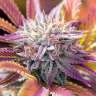 семена культурной конопли купить Bubble Gum feminised GanjaLiveSeeds