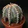 Купить семена кактуса Astrophytum asterias x ornatum