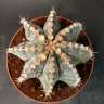 Заказать семена кактуса Astrophytum asterias x ornatum