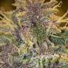 семена конопли с мощным эффектом Auto White Berry feminised
