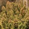 Auto White Berry feminised Ganja Seeds