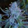 семена конопли ак купить Green House Thai feminised
