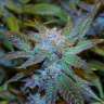 семена конопли ак 47 авто купить Green House Thai feminised