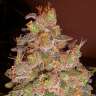 семена конопли почтой Auto Magik feminised семена конопли почтой Auto Magik feminised